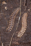 Platyrhacinae - 70 mm - Quezon National Park - 7.1.2017