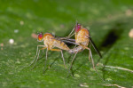 Dolichopodidae - 3 mm - Quezon National Park - 9.1.2017
