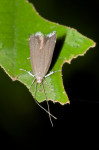 Lecithoceridae - Lecithocera sp - 10 mm - Quezon National Park - 9.1.2017
