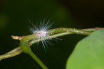 Ricaniidae - 3 à 4 mm - Quezon National Park - 13.1.2017