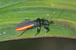 Reduviidae - Ectricodinae - 13 mm - Quezon National Park - 13.1.2017