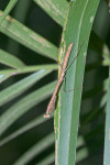 Mantidae - 40 mm - Quezon National Park - 13.1.2017