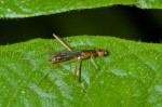 Micropezidae ? - 10 mm - Quezon National Park - 19.1.2017