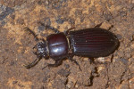 Passalidae - 20 mm - Bulabog Putian - 26.1.2017