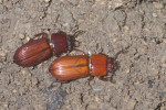 Passalidae - 25 mm - Bulabog Putian - 26.1.2017