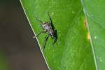 Curculionidae - 8 mm - Bulabog Putian - 26.1.2017