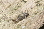 Delphacidae - 9 mm - Bulabog Putian - 26.1.2017