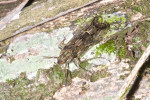Delphacidae - 10 mm - Bulabog Putian - 27.1.2017