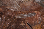 Paradoxosomatidae - 25 mm - Bulabog Putian - 27.1.2017