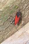 Pyrrhocoridae - 13 mm - Bulabog Putian - 28.1.2017