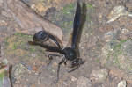 Vespidae - Euminae - Phimenes curvatus curvatus35 à 40 mm - Bulabog Putian - 28.1.2017