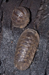 Glomeridae - 11 mm - Bulabog Putian - 29.1.2017