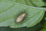 Limacodidae ? - 8 mm - Bulabog Putian - 29.1.2017