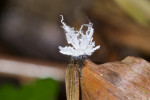 Ricaniidae - 3 mm - Bulabog Putian - 29.1.2017