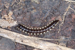 Paradoxosomatidae - 40 mm - Bulabog Putian - 29.1.2017