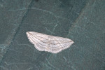 Geometridae - Scopulini - Scopula opicata - 18 mm - Guimaras - 2.2.2017