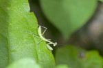 Mantidae - 20 mm - Guimaras - 2.2.2017