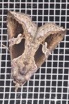 Noctuidae - Hypeninae - Hypena sp - 15 mm - Guimaras - 3.2.2017