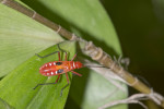 Pyrrhocoridae - 12 mm - Guimaras - 3.2.2017