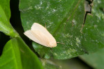 Erebidae - Arctiinae - Lhitosiini - EIlema sp -  - 15 mm long - Kanlaon - 7.2.2017