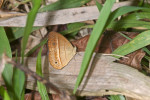 Nymphalidae - Satyrinae - Mydosama ita - 30 mm - Kanlaon - 7.2.2017