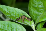 Erebidae - Arctiinae - Syntomini - 20 mm - Kanlaon - 7.2.2017