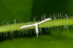 Pterophoridae  - Pterophorinae - 15 mm - Kanlaon - 8.2.2017