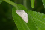 Geometridae - Sterrhinae - Scopula sp  - 20 mm - Kanlaon - 8.2.2017