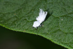 Ricaniidae - 3 mm - Kanlaon - 8.2.2017
