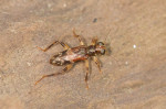 Carabidae - Cicindelinae - 6 mm - Bulusan lake - 28.2.2017