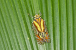 Lophopidae - 12 mm - Bulusan lake - 28.2.2017