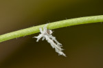 Ricaniidae - 2 à 3 mm - Bulusan lake - 28.2.2017