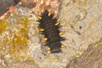 Endomychidae ? - Larve - Bulusan lake - 28.2.2017