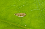 Cicadellidae - Recilia sp ? - 3 mm - Bulusan lake - 1.3.2017