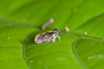 Cixiidae - 3 mm - Quezon National Park - 6.3.2017