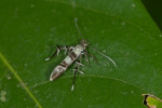 Stathmopididae - 10 mm - Quezon National Park - 6.3.2017