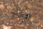 Curculionidae - 8 mm - Quezon National Park - 6,3,2017