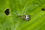 Choreutidae - Choreutinae -  - Saptha macrospila - 10 mm - Quezon National Park - 31.3.2017