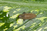 Cerambycidae - 15 mm - Quezon National Park - 31.3.2017