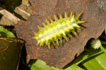 Lymacodidae - 18 mm - Quezon National Park - 31.3.2017