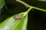 Curculionidae - 11 mm - Quezon National Park - 31.3.2017