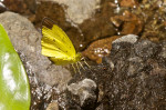Pieridae - Coliadinae - Eurema sarilata aquilo - (Shirozu & Yata, 1982) - 30 mm - Quezon National Park - 31.3.2017