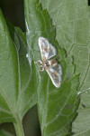 Crambidae - Spilomelinae - Leucinopes sp - 20 mm envergure - Puraran - Catanduanes - 14.10.2017