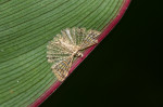 Alucitidae - Alucita sp - 12 mm - May It - 27.10.2017