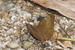 Nymphalidae - Nymphalinae - Limenitidini - Euthalia aconthea palawana (Stauding,1889) - 70 à 80 mm - Talipanan - 5.11.2017