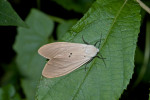 Erebidae -Arctiininae - Spilarctia sp ? - 25 mm long - Talipanan - 7.11.2017