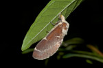 Lasiocampidae - Pinarinae - Streblote castanea - 45 mm long - Talipanan - Mindoro - 7.11.2017