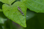 Ichneumonidae - Pimplinae -  Mâle - 7 mm - May It - 21.11.2017