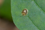 Chrysomelidae - Cassidinae - Apisdomorpha - 4 mm - May It - 21.11.2017