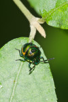 Scutelleridae - Chrysocoris sp - Juvénile - 7 mm - Real - 20.12.2017